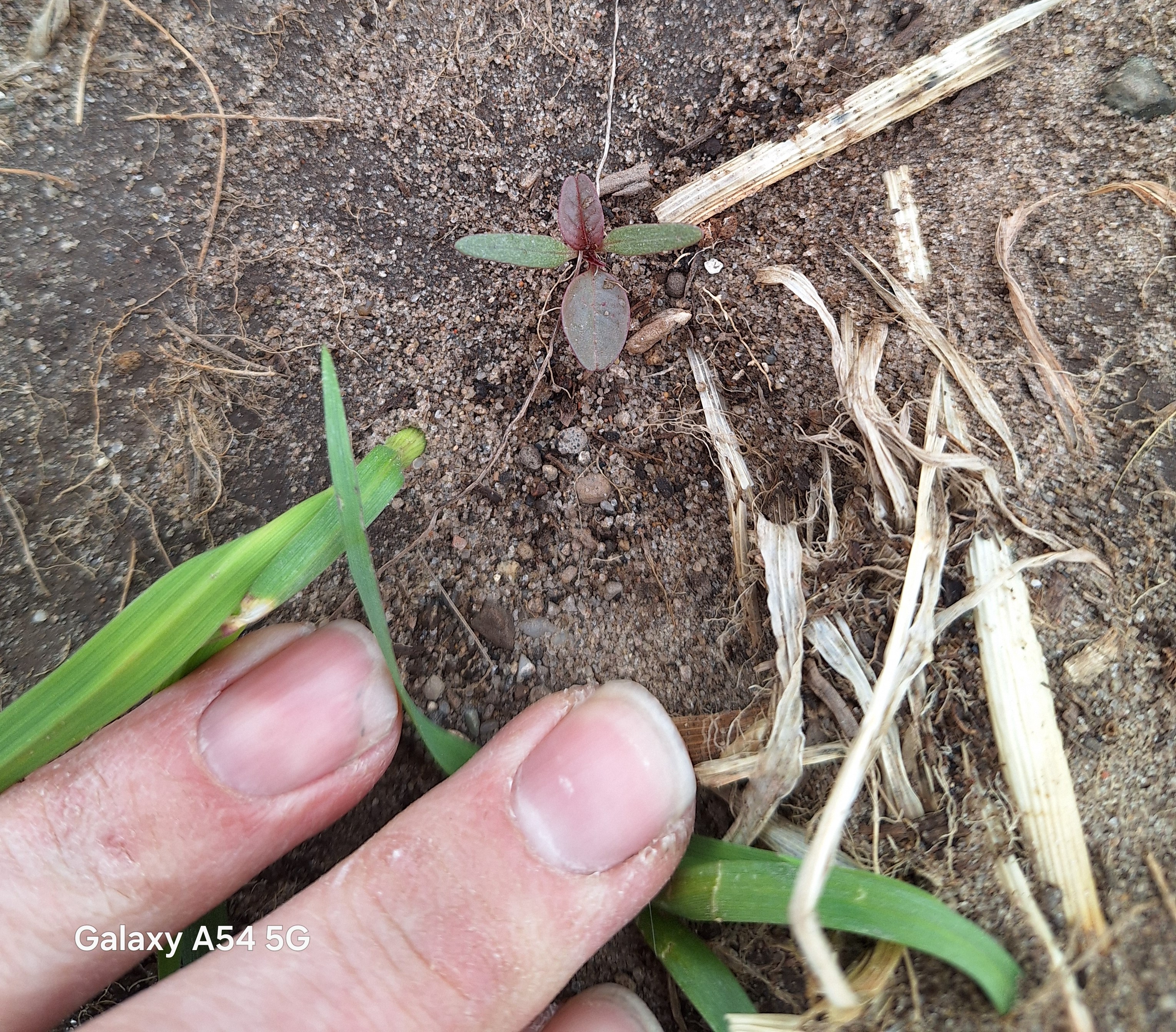 A small pigweed seedling emerging from the ground.